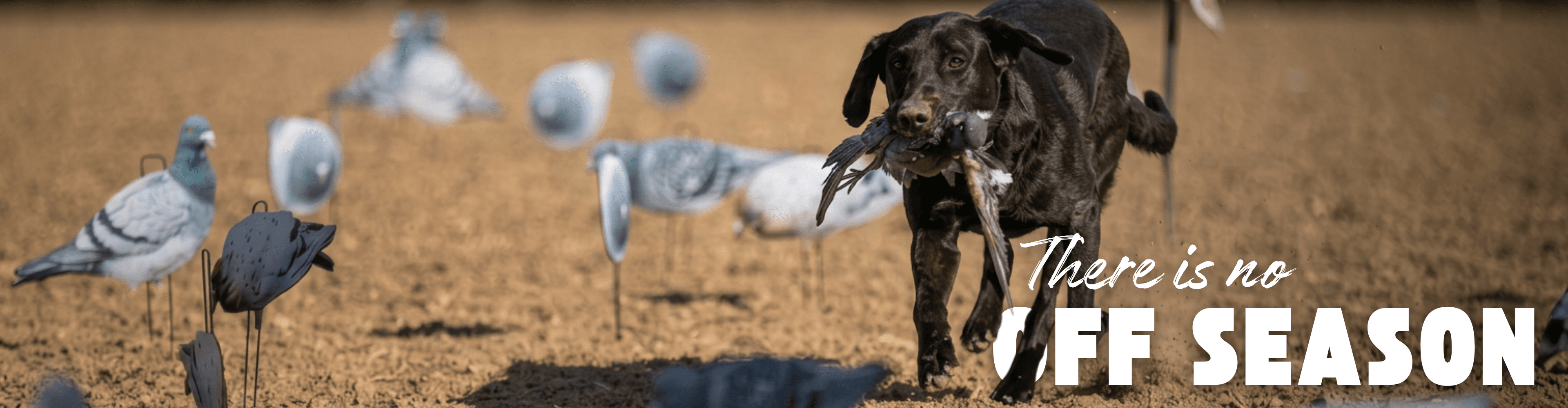 Pigeon decoys